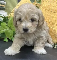 Prince, a male Havapoo for sale in Wauseon, OH – Photo 2 of 4