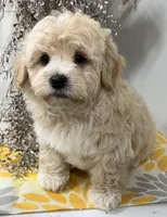 Prince, a male Havapoo for sale in Wauseon, OH – Photo 2 of 5