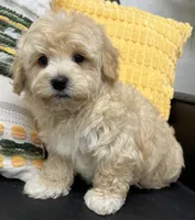 Prince, a male Havapoo for sale in Wauseon, OH – Photo 4 of 5