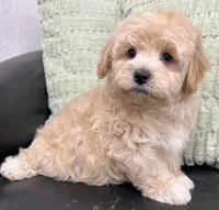 Prince, a male Havapoo for sale in Wauseon, OH – Photo 5 of 5