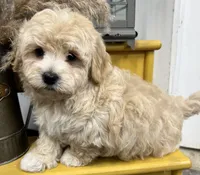 Prince, a male Havapoo for sale in Wauseon, OH – Photo 3 of 5