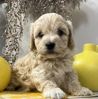 Prince, a male Havapoo for sale in Wauseon, OH – Photo 4 of 4