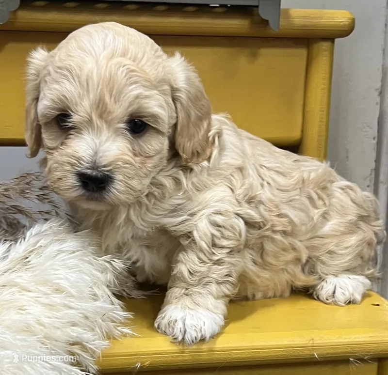 Prince – Havapoo puppy for sale in Wauseon, OH