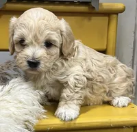 Prince, a male Havapoo for sale in Wauseon, OH – Photo 1 of 4