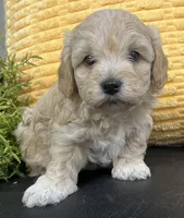 Prince, a male Havapoo for sale in Wauseon, OH – Photo 3 of 4