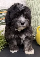 Sassy, a female Shihpoo for sale in Wauseon, OH – 3 of 4