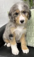 Fifi, a female Bernedoodle for sale in Wauseon, OH – 2 of 3