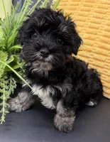 Cosmo, a male Maltipoo for sale in Wauseon, OH – 2 of 3