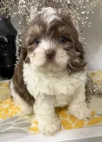 Simon, a male Shihpoo for sale in Wauseon, OH – 2 of 4