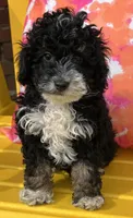 Shadow—micro, a male Miniature Bernedoodle for sale in Wauseon, OH – 4 of 6