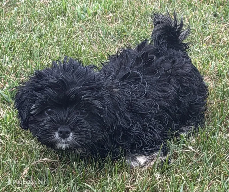Stitch – Shihpoo puppy for sale in Wauseon, OH