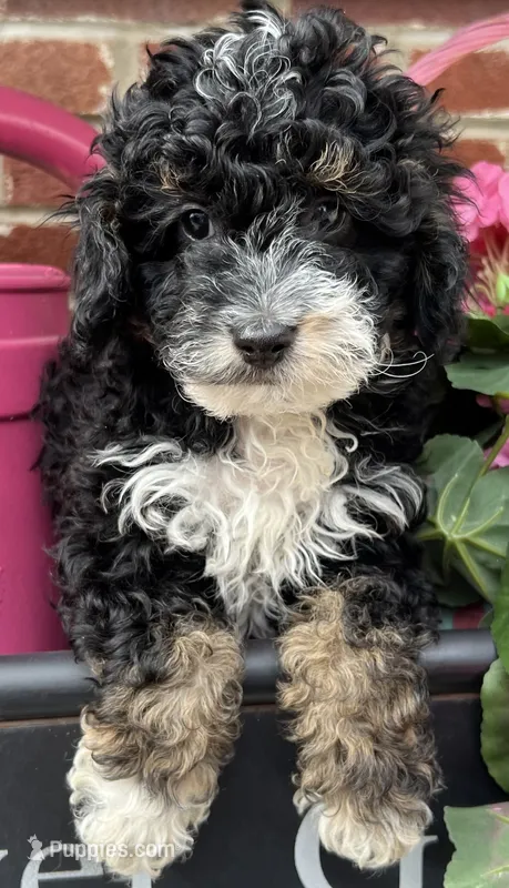 Shadow—micro – Miniature Bernedoodle puppy for sale in Wauseon, OH