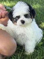 Cupcake , a female Yorkipoo for sale in Wauseon, OH – 3 of 4