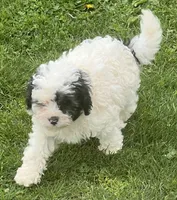 Oreo—micro, a male Miniature Bernedoodle for sale in Wauseon, OH – 6 of 6