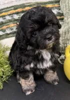 Stitch, a male Shihpoo for sale in Wauseon, OH – 3 of 4