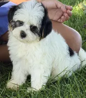 Cupcake , a female Yorkipoo for sale in Wauseon, OH – 2 of 4