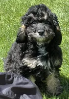 Dexter, a male Cavapoo for sale in Wauseon, OH – 3 of 5
