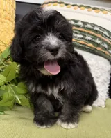 Sassy, a female Shihpoo for sale in Wauseon, OH – 4 of 4