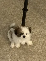 Angel , a female Shih Tzu for sale in Spring Hill, FL – Photo 2 of 2