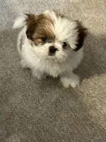 Angel , a female Shih Tzu for sale in Spring Hill, FL – Photo 1 of 2