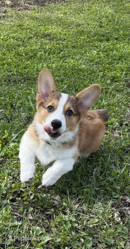 Star  – Pembroke Welsh Corgi puppy for sale in Fridley, MN