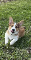 Star , a female Pembroke Welsh Corgi for sale in Fridley, MN – 1 of 2