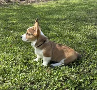Star , a female Pembroke Welsh Corgi for sale in Fridley, MN – 2 of 2