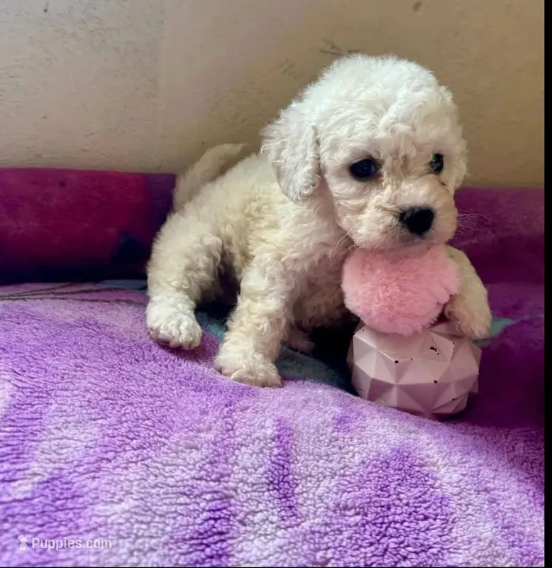 Dior – Poodle - Toy  puppy for sale in Burbank, CA