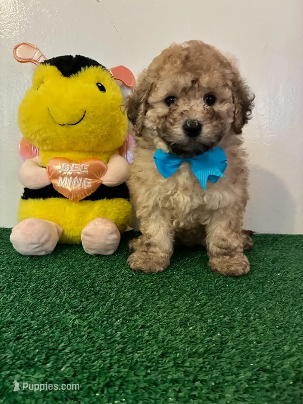 Bob – Poodle - Toy  puppy for sale in Burbank, CA