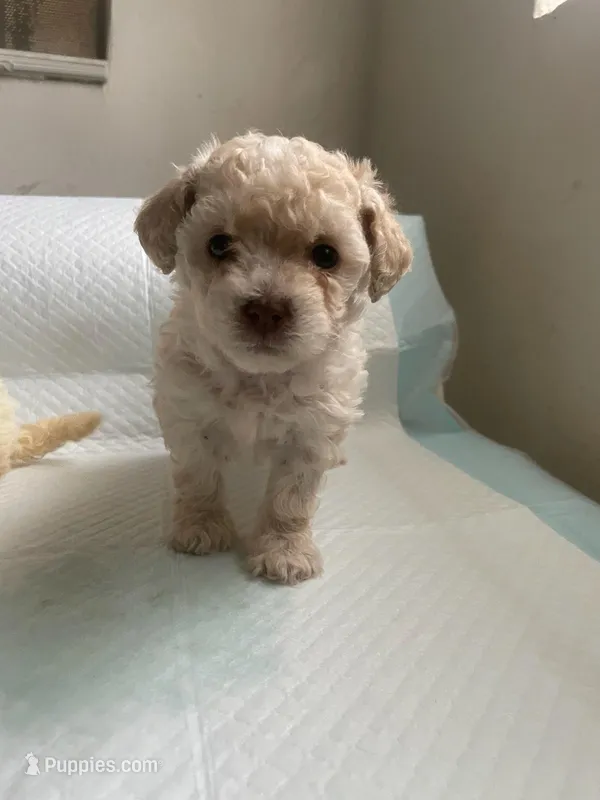 King  – Poodle - Toy  puppy for sale in Burbank, CA
