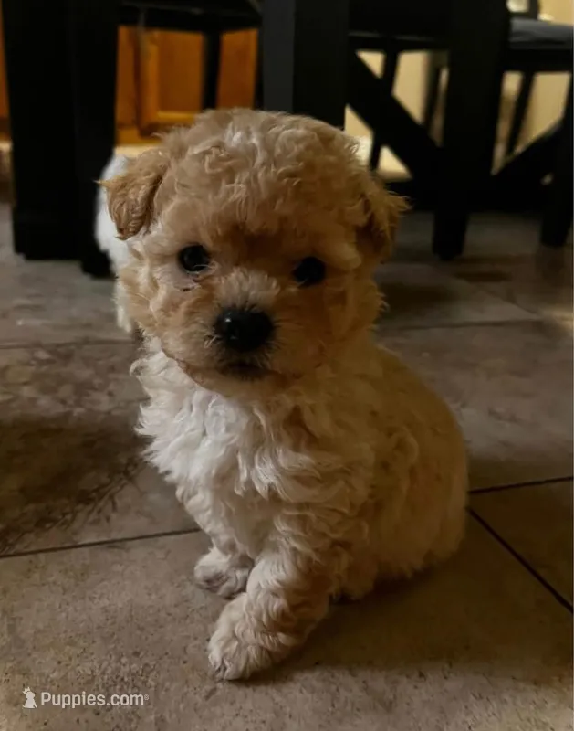 Candy – Poodle - Toy  puppy for sale in Burbank, CA
