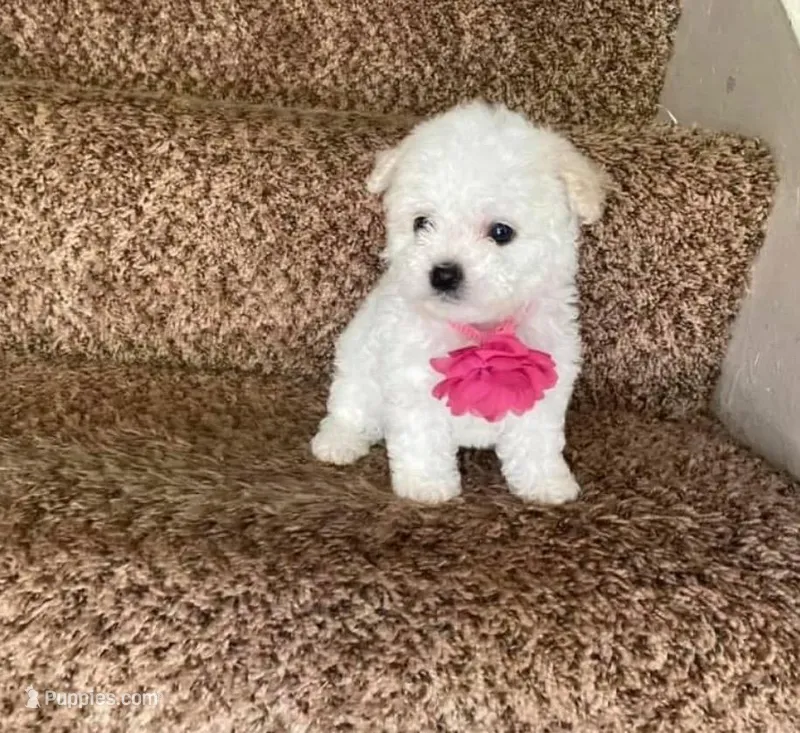 Queen – Poodle - Toy  puppy for sale in Burbank, CA