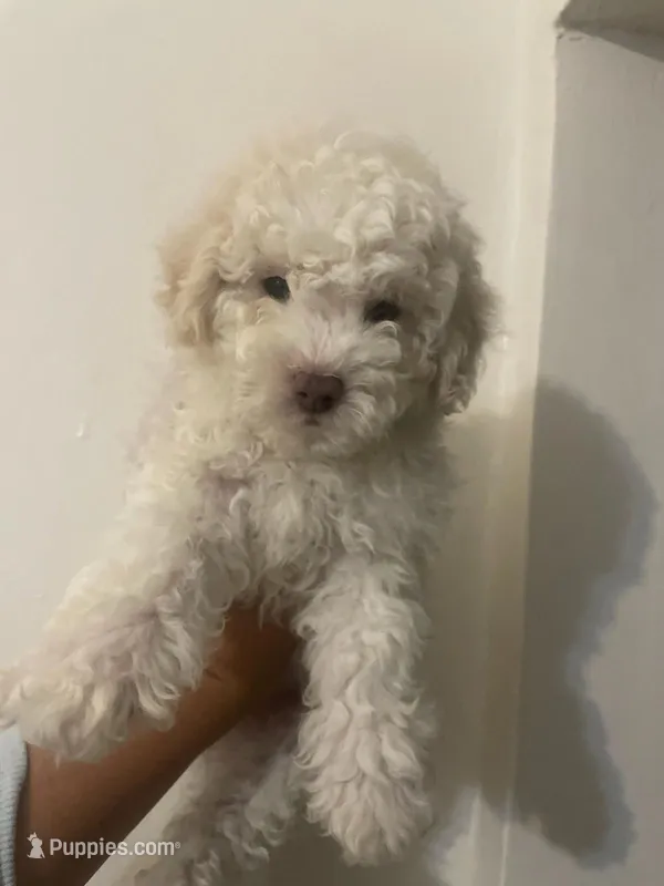 Max – Poodle - Toy  puppy for sale in Burbank, CA