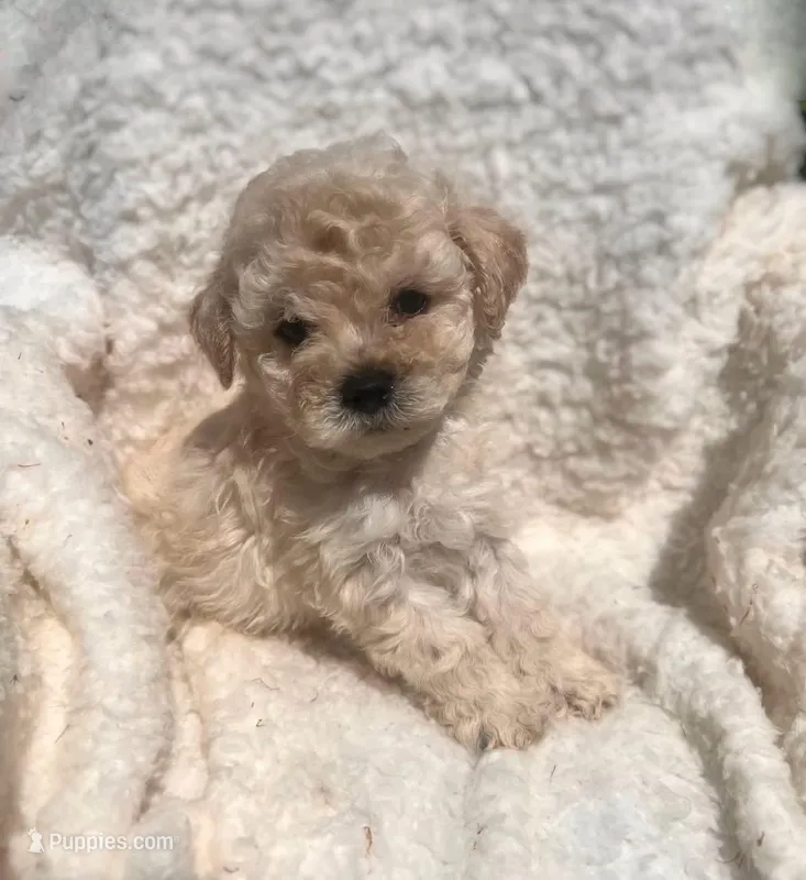 Yoyo – Poodle - Toy  puppy for sale in Burbank, CA