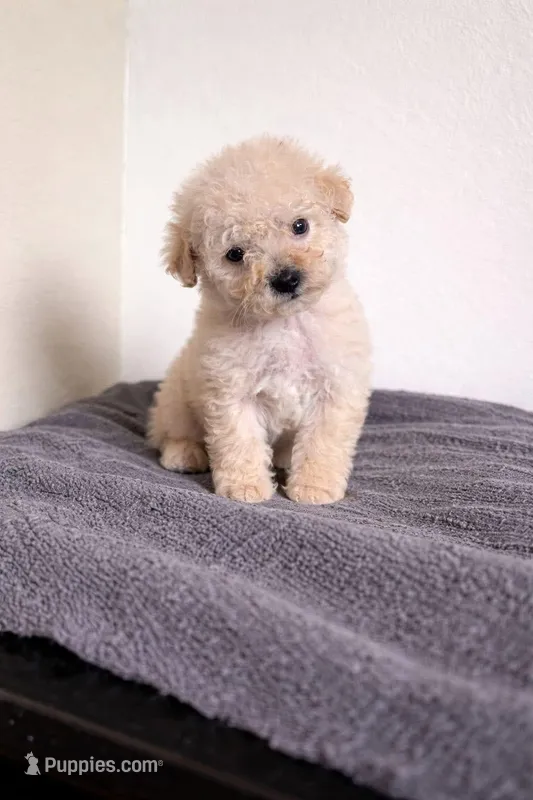 Coco – Poodle - Toy  puppy for sale in Burbank, CA