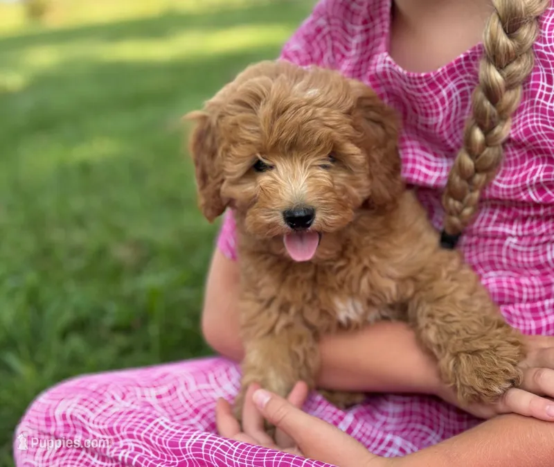 Tulip – Cavapoo, Poodle - Miniature  puppy for sale in Seymour, MO