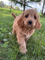 Cal, a male Cavapoo and Poodle - Miniature  for sale in Seymour, MO – 2 of 4