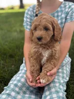 Clover, a female Cavapoo and Poodle - Miniature  for sale in Seymour, MO – 2 of 5