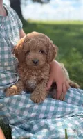 Bluebell, a female Cavapoo and Poodle - Miniature  for sale in Seymour, MO – 3 of 5