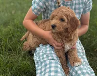 Clover, a female Cavapoo and Poodle - Miniature  for sale in Seymour, MO – 4 of 5