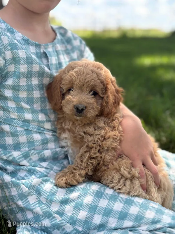 Bluebell – Cavapoo, Poodle - Miniature  puppy for sale in Seymour, MO