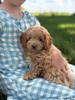 Bluebell, a female Cavapoo and Poodle - Miniature  for sale in Seymour, MO – 1 of 5