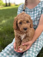 Clover, a female Cavapoo and Poodle - Miniature  for sale in Seymour, MO – 5 of 5