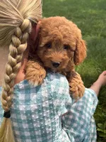 Rose , a female Cavapoo and Poodle - Miniature  for sale in Seymour, MO – 2 of 5
