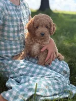 Bluebell, a female Cavapoo and Poodle - Miniature  for sale in Seymour, MO – 2 of 5