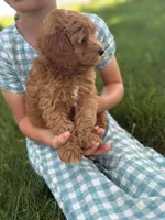 Tulip, a female Cavapoo and Poodle - Miniature  for sale in Seymour, MO – 2 of 5