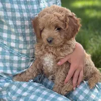 Bluebell, a female Cavapoo and Poodle - Miniature  for sale in Seymour, MO – 4 of 5