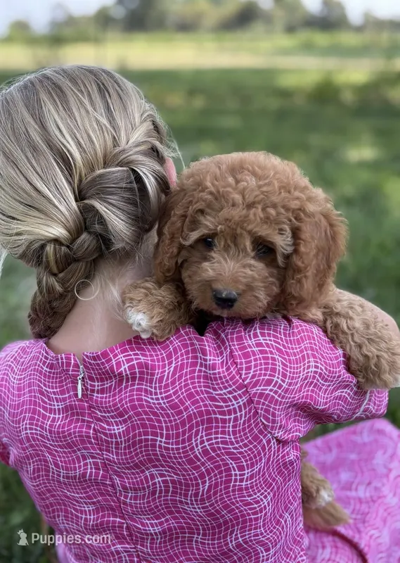 Rose  – Cavapoo, Poodle - Miniature  puppy for sale in Seymour, MO