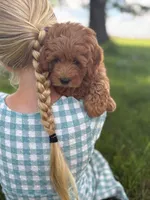 Tulip, a female Cavapoo and Poodle - Miniature  for sale in Seymour, MO – 4 of 5