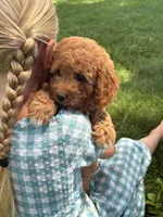Rose , a female Cavapoo and Poodle - Miniature  for sale in Seymour, MO – 5 of 5